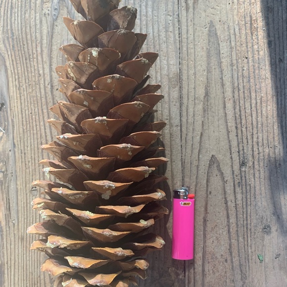2- 🌲GIANT pine cones🌲 - Picture 2 of 2